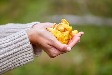 Image showing close up of woman holding chanterelle mushrooms