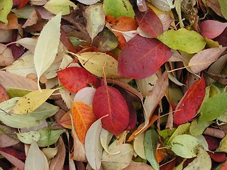 Image showing Autumn leaves2