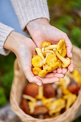 Image showing close up of woman holding chanterelle mushrooms