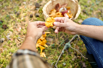 Image showing man with basket picking mushrooms in forest