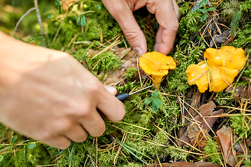 Image showing close up of man picking mushrooms in autumn forest