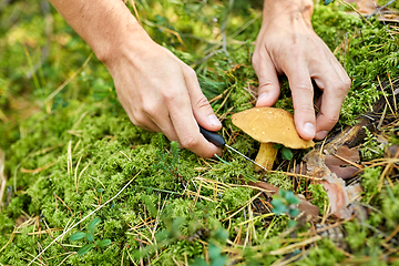 Image showing close up of man picking mushrooms in autumn forest