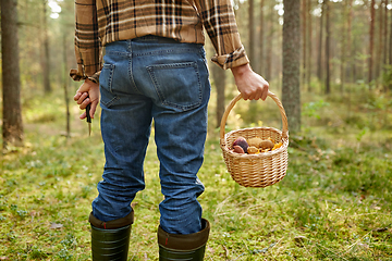 Image showing man with basket picking mushrooms in forest