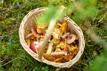 Image showing close up of mushrooms in basket in forest