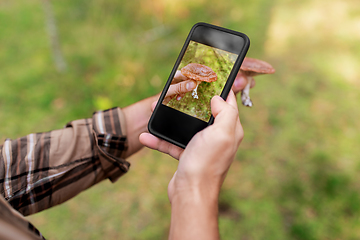 Image showing hands using smartphone app to identify mushroom