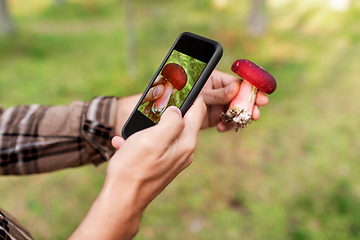 Image showing hands using smartphone app to identify mushroom