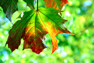 Image showing leaf