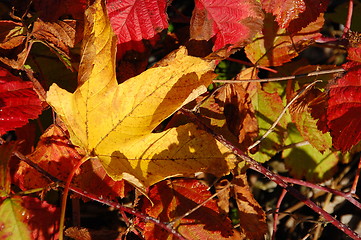 Image showing leaf