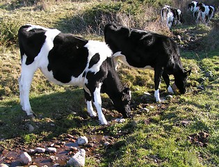 Image showing Drinking calves