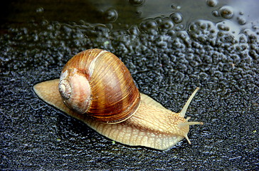 Image showing snail