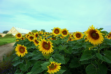 Image showing sunflower