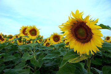 Image showing sunflower