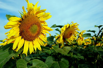 Image showing sunflower