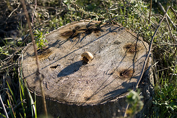 Image showing Life from death