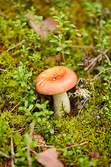 Image showing russule mushroom growing in autumn forest