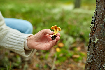 Image showing young woman picking mushrooms in autumn forest