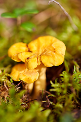 Image showing chanterelle mushroom growing in autumn forest