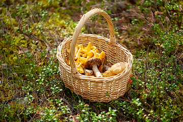 Image showing close up of mushrooms in basket in forest