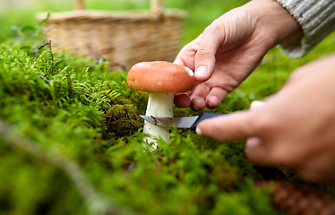 Image showing young woman picking mushrooms in autumn forest