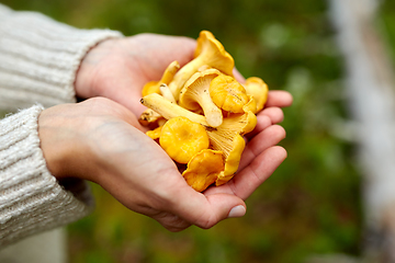 Image showing close up of woman holding chanterelle mushrooms