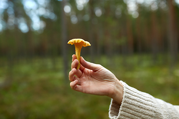 Image showing close up of woman holding chanterelle mushroom