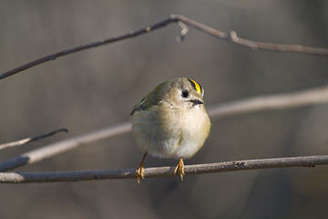 Image showing Goldcrest