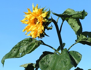 Image showing Sun flower