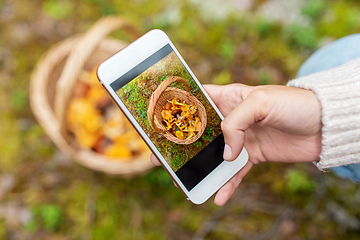 Image showing hand using smartphone to identify mushrooms