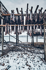 Image showing Drying flakes for stockfish cod fish in winter. Lofoten islands,