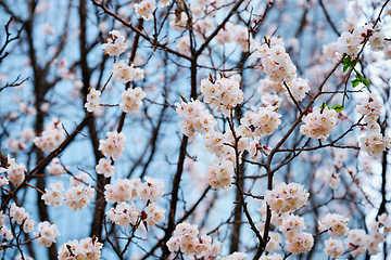 Image showing Blooming sakura flowers close up