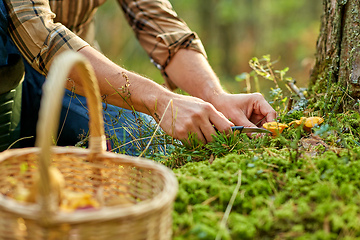 Image showing man with basket picking mushrooms in forest