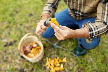 Image showing man with basket picking mushrooms in forest