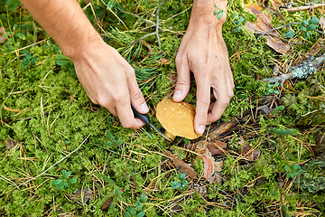 Image showing close up of man picking mushrooms in autumn forest