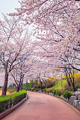 Image showing Blooming sakura cherry blossom alley in park