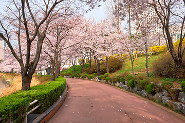 Image showing Blooming sakura cherry blossom alley in park