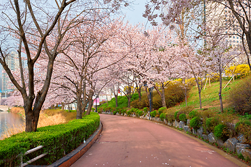 Image showing Blooming sakura cherry blossom alley in park