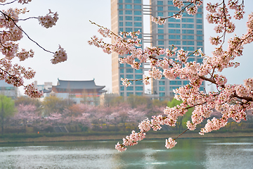 Image showing Blooming sakura cherry blossom alley in park