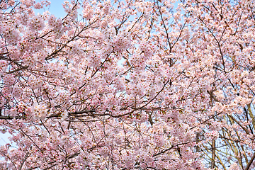 Image showing Blooming sakura cherry blossom