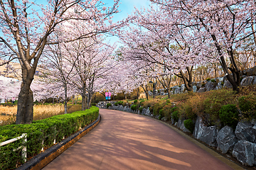 Image showing Blooming sakura cherry blossom alley in park