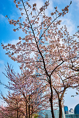 Image showing Blooming sakura cherry blossom alley in park