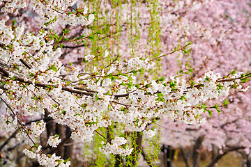 Image showing Blooming sakura cherry blossom