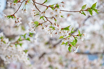 Image showing Blooming sakura cherry blossom