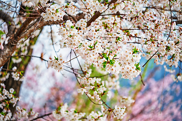 Image showing Blooming sakura cherry blossom