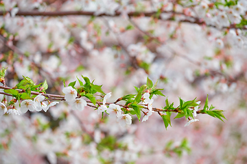 Image showing Blooming sakura cherry blossom