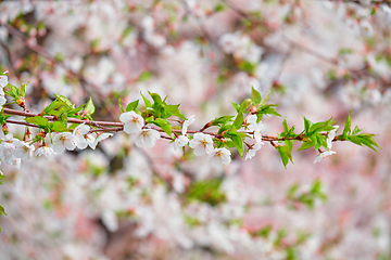 Image showing Blooming sakura cherry blossom