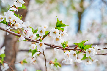 Image showing Blooming sakura cherry blossom