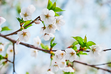 Image showing Blooming sakura cherry blossom