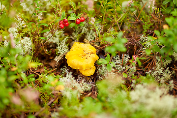 Image showing chanterelle mushroom growing in autumn forest