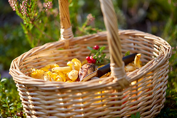 Image showing close up of mushrooms in basket in forest