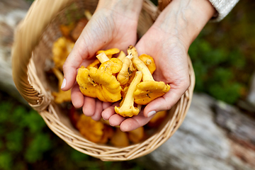 Image showing close up of woman holding chanterelle mushrooms